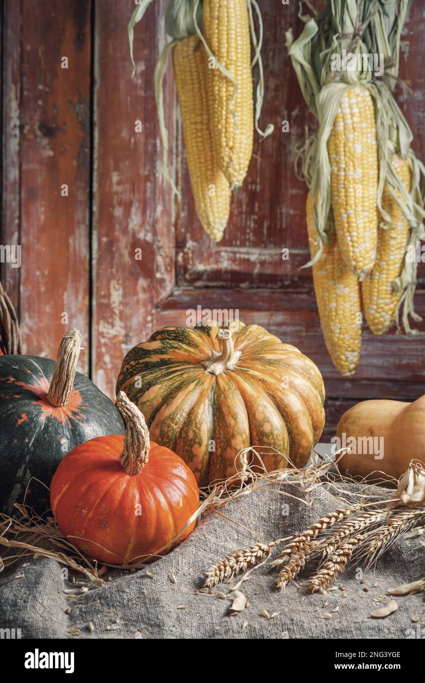 Autumn still life with pumpkin fruits of different colors and sizes in ...
