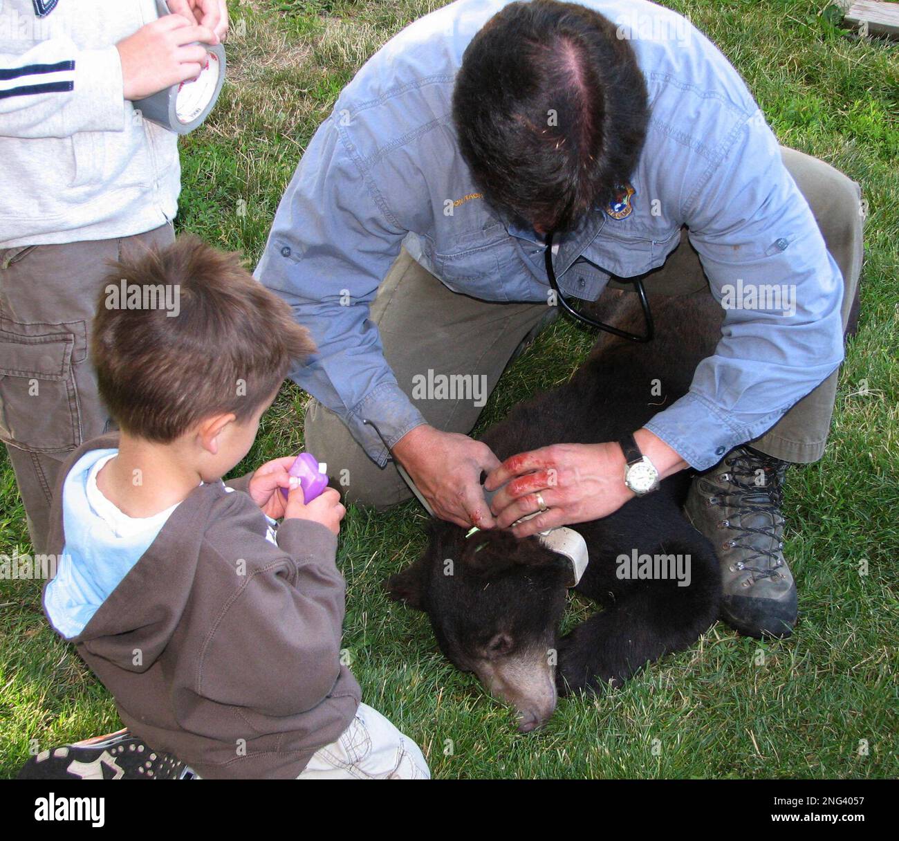 ADVANCE FOR WEEKEND, JULY 7-8 ** Jon Rachael, an Idaho Department of Fish  and Game regional wildlife manager, fits Twister, an orphaned black bear,  with a radio tracking collar June 23,