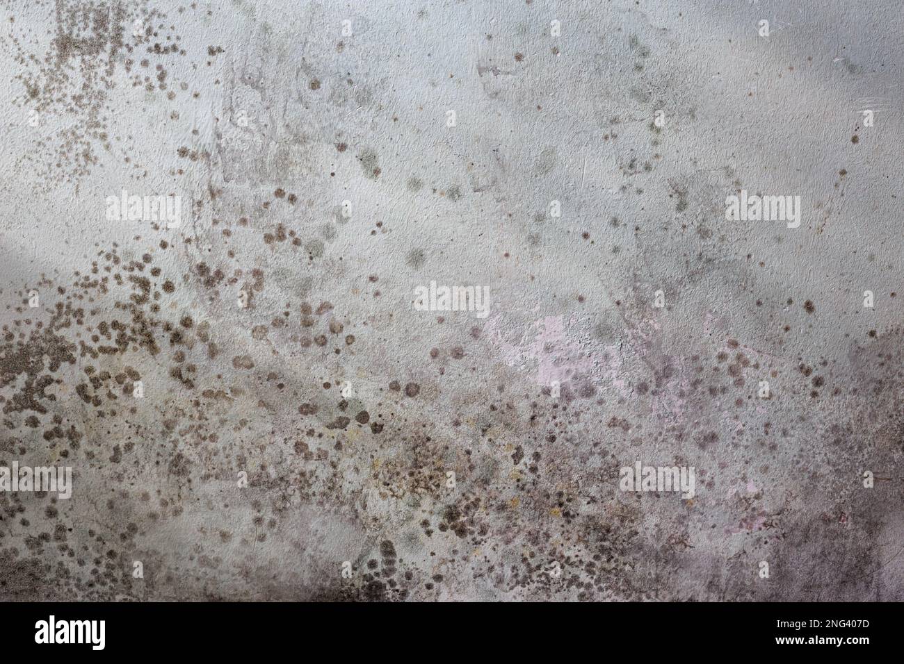 Black spots of toxic mold and fungus bacteria on the interior wall of