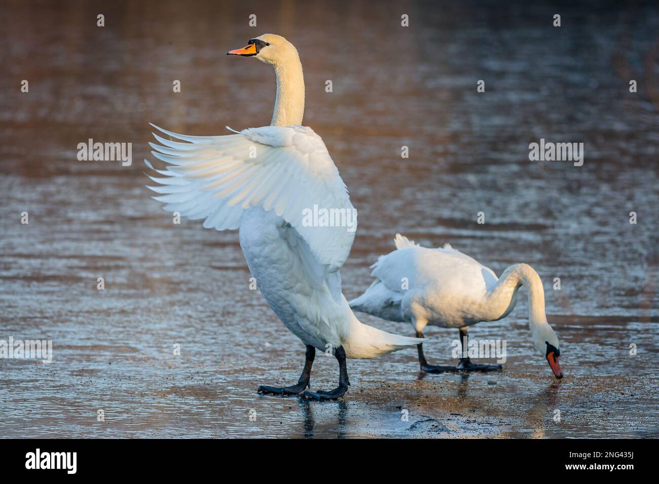 Two white mute swans with orange beaks standing on frozen surface of a