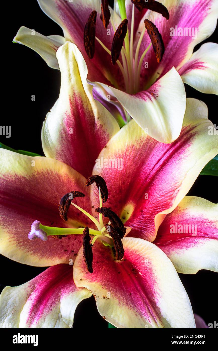 White Tiger Lily Flower