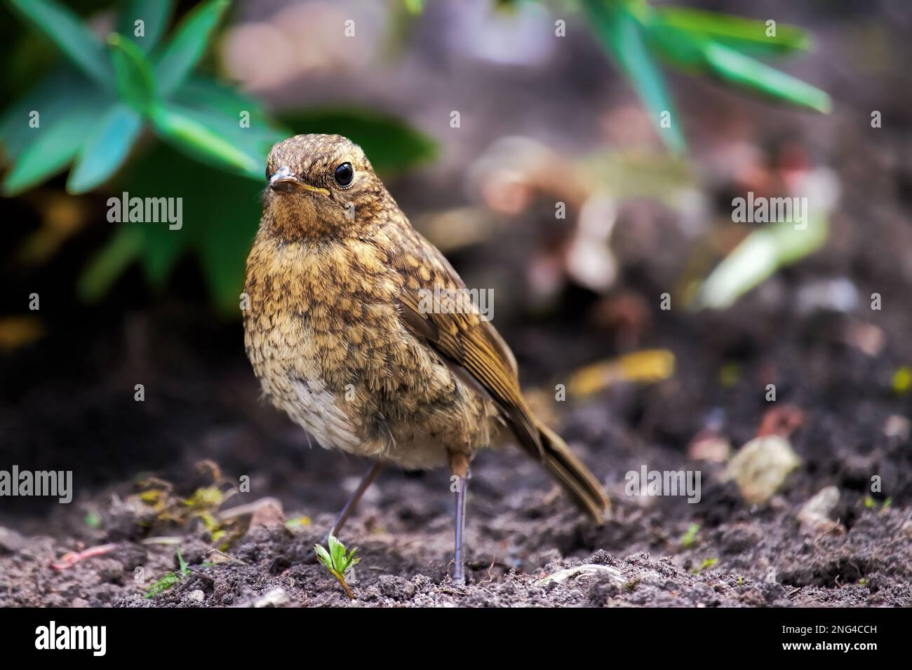 Robin fledgling in a garden Stock Photo Alamy