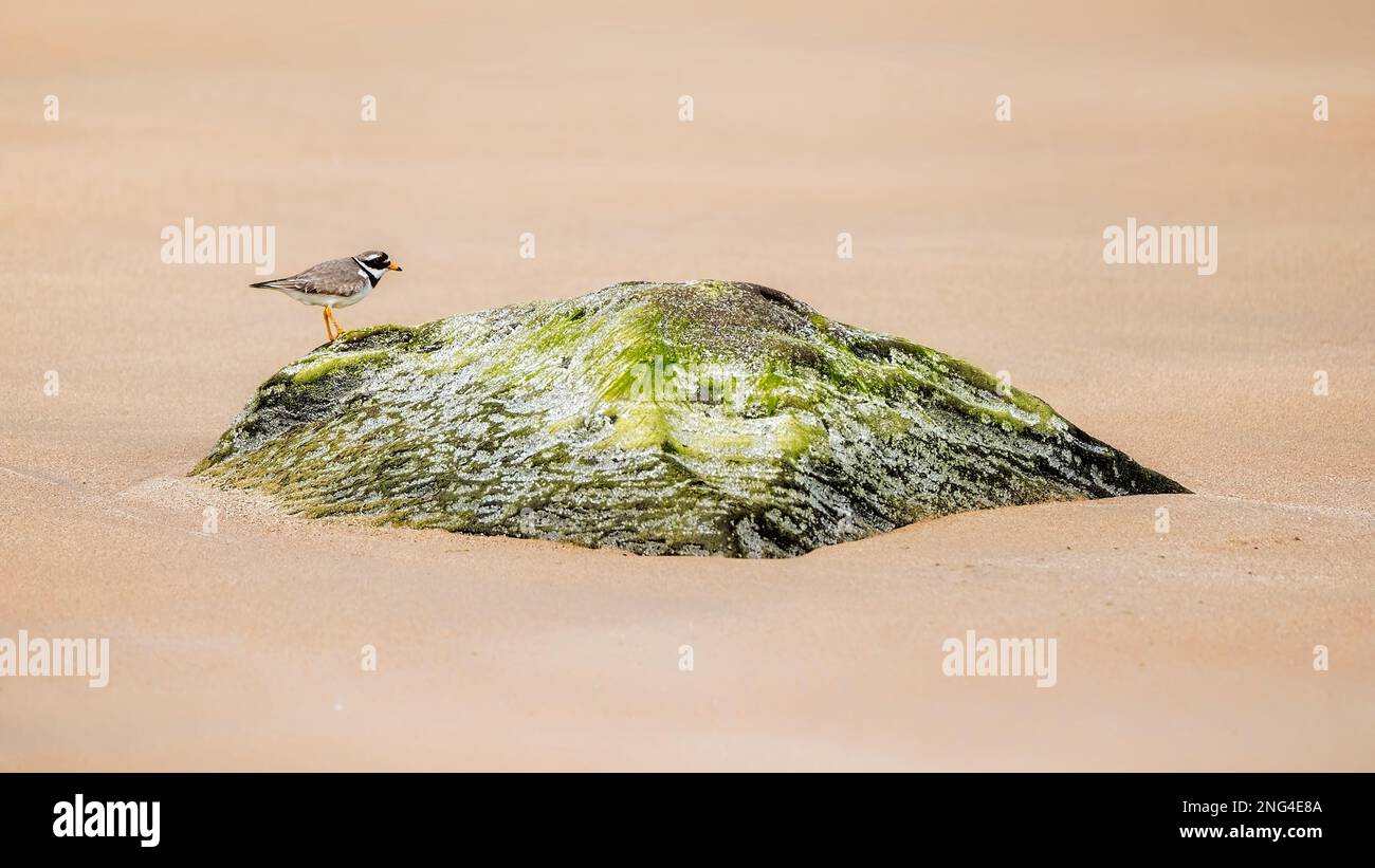 Ringed plover on a beach with a seaweed covered rock. Stock Photo