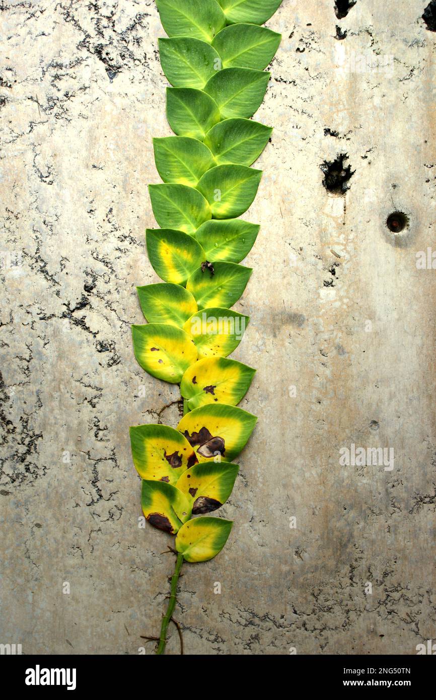An unidentified species of vine that is creeping on a wall at Bukit Doa Tomohon (Prayer Hill of Tomohon), which is located at the foot of Mount Mahawu in Kakaskasen, Tomohon, North Sulawesi, Indonesia. Stock Photo