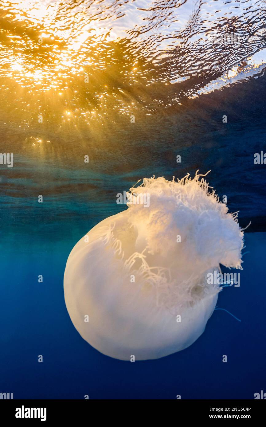 nomad jellyfish, Rhopilema nomadica, highly venomous, with sun, surface, Hurghada, Red Sea, Egypt, Indian Ocean Stock Photo