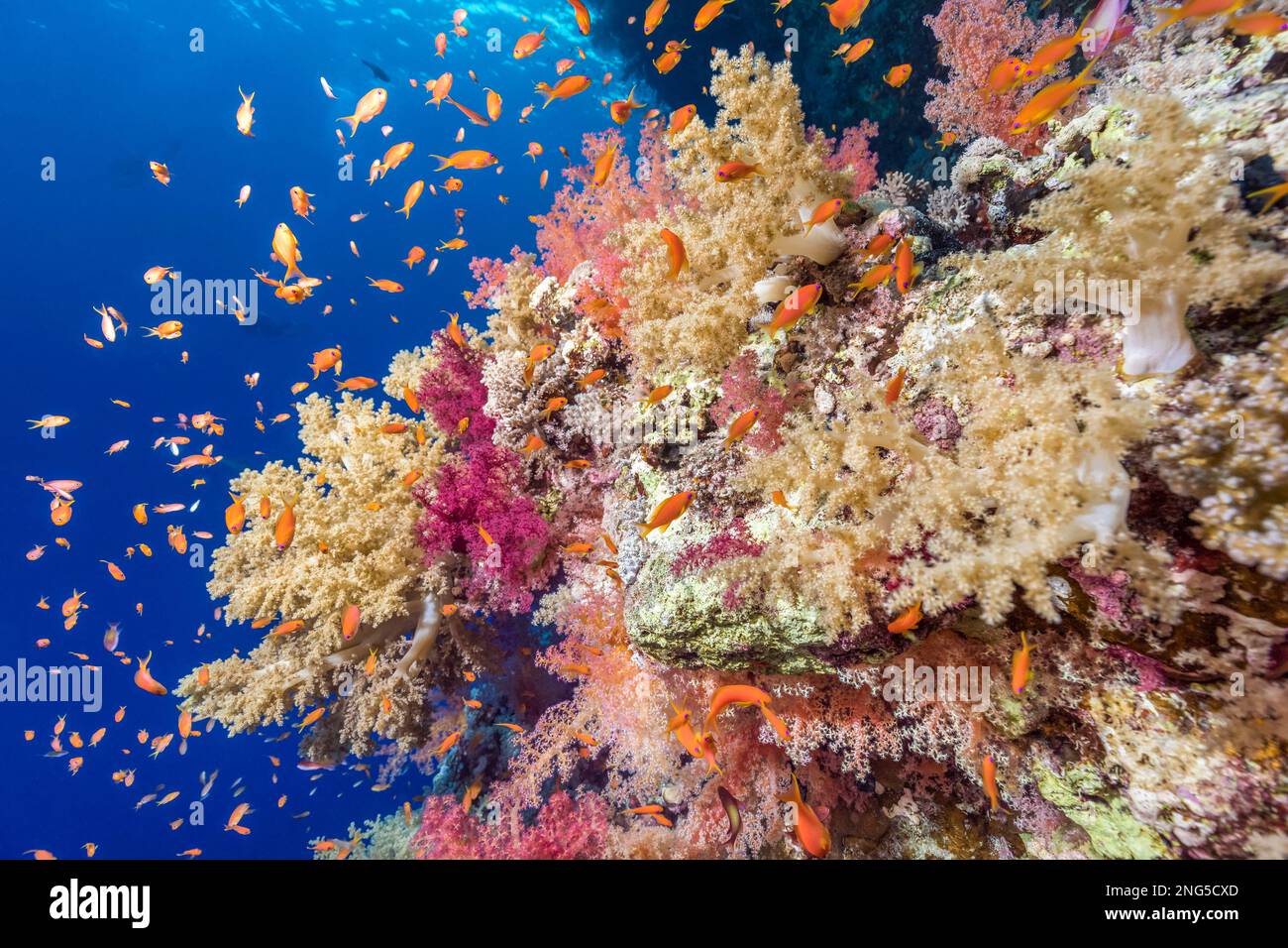 soft coral reef with sea goldie, Pseudanthias squamipinnis, Rocky Island, St.Johns, Red Sea, Egypt, Indian Ocean Stock Photo