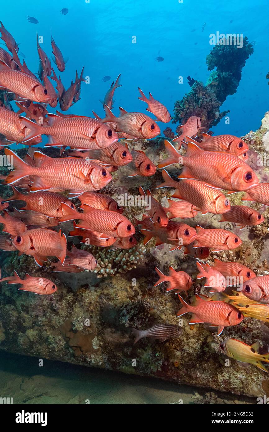 blotcheye soldierfish, Holocentridae Myripristis bemdthi, The Barge shipwreck, Gubal Island, Egypt, Red Sea, Indian Ocean Stock Photo