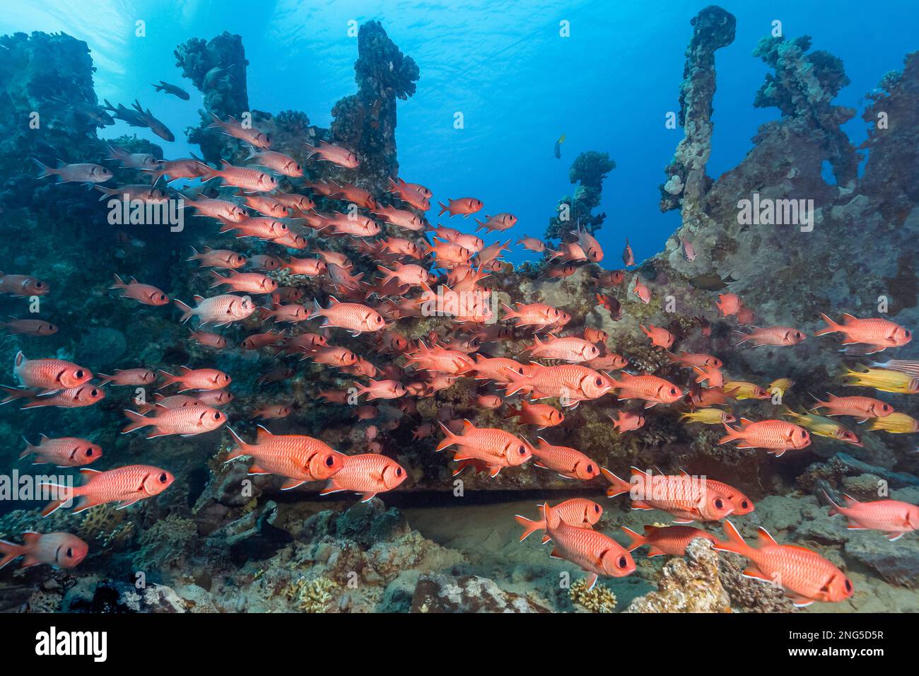 blotcheye soldierfish, Holocentridae Myripristis bemdthi, The Barge shipwreck, Gubal Island, Egypt, Red Sea, Indian Ocean Stock Photo