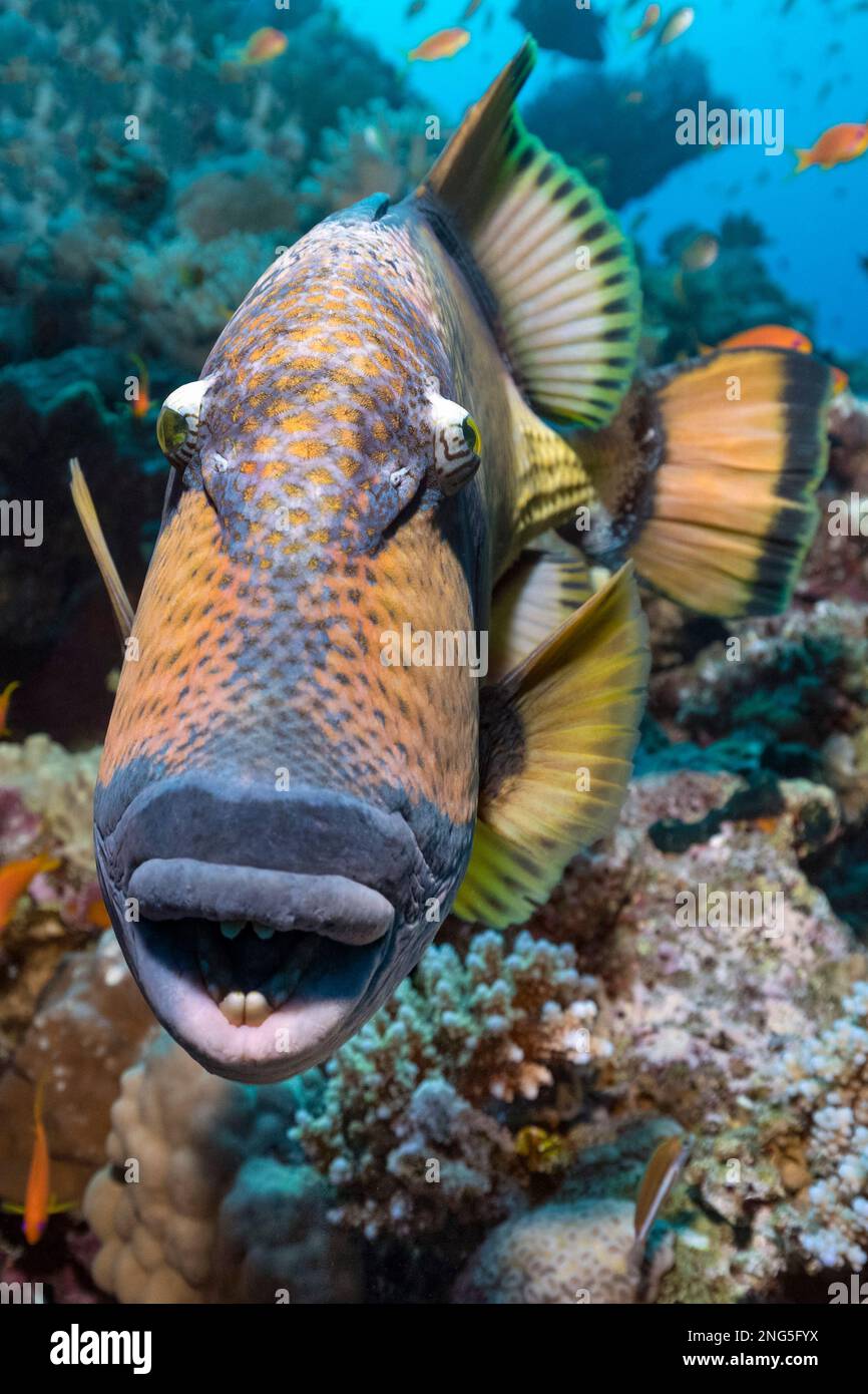 titan triggerfish, Balistoides viridescens, aka giant triggerfish or moustache triggerfish, Wadi Gimal, Red Sea Riviera, Egypt, Red Sea, Indian Ocean Stock Photo