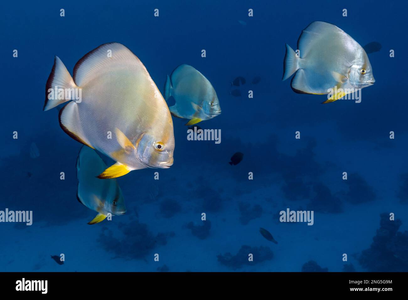 orbicular batfish, Platax orbicularis, aka circular batfish, orbiculate