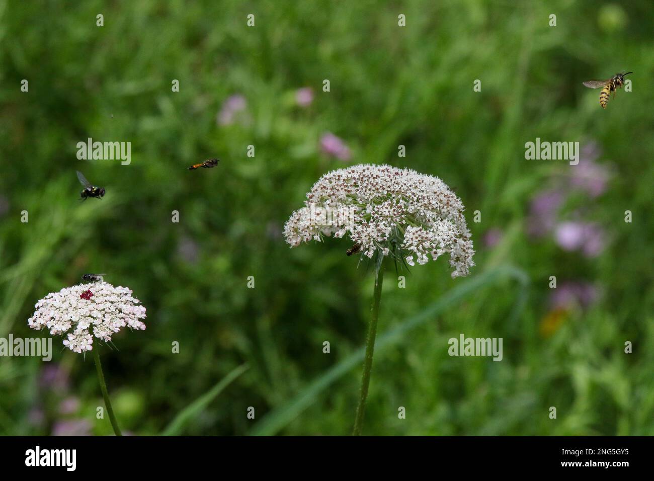 Various UK garden insects and pollinators hovering over white umbellifer wild carrot flowerhead in wild flower garden. Stock Photo