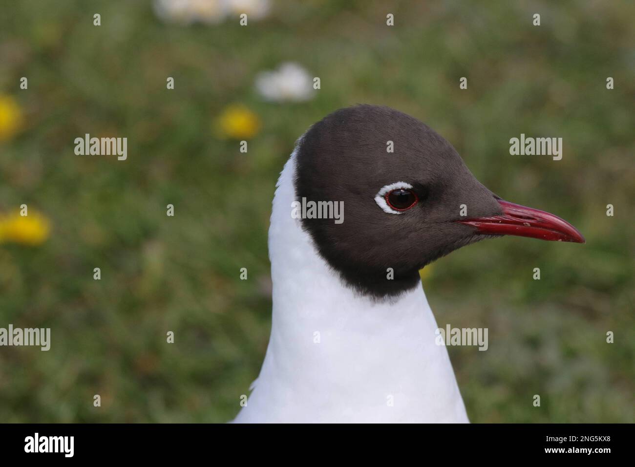 Chroicocephalus ridibundus UK in spring, close-up head beak black-headed gull. Stock Photo