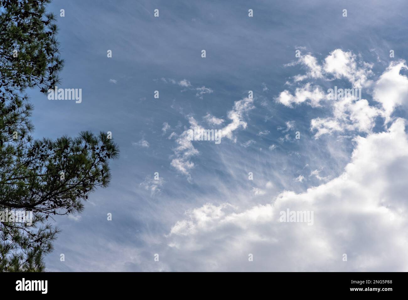 Blue sky white clouds and loblolly pine trees Stock Photo