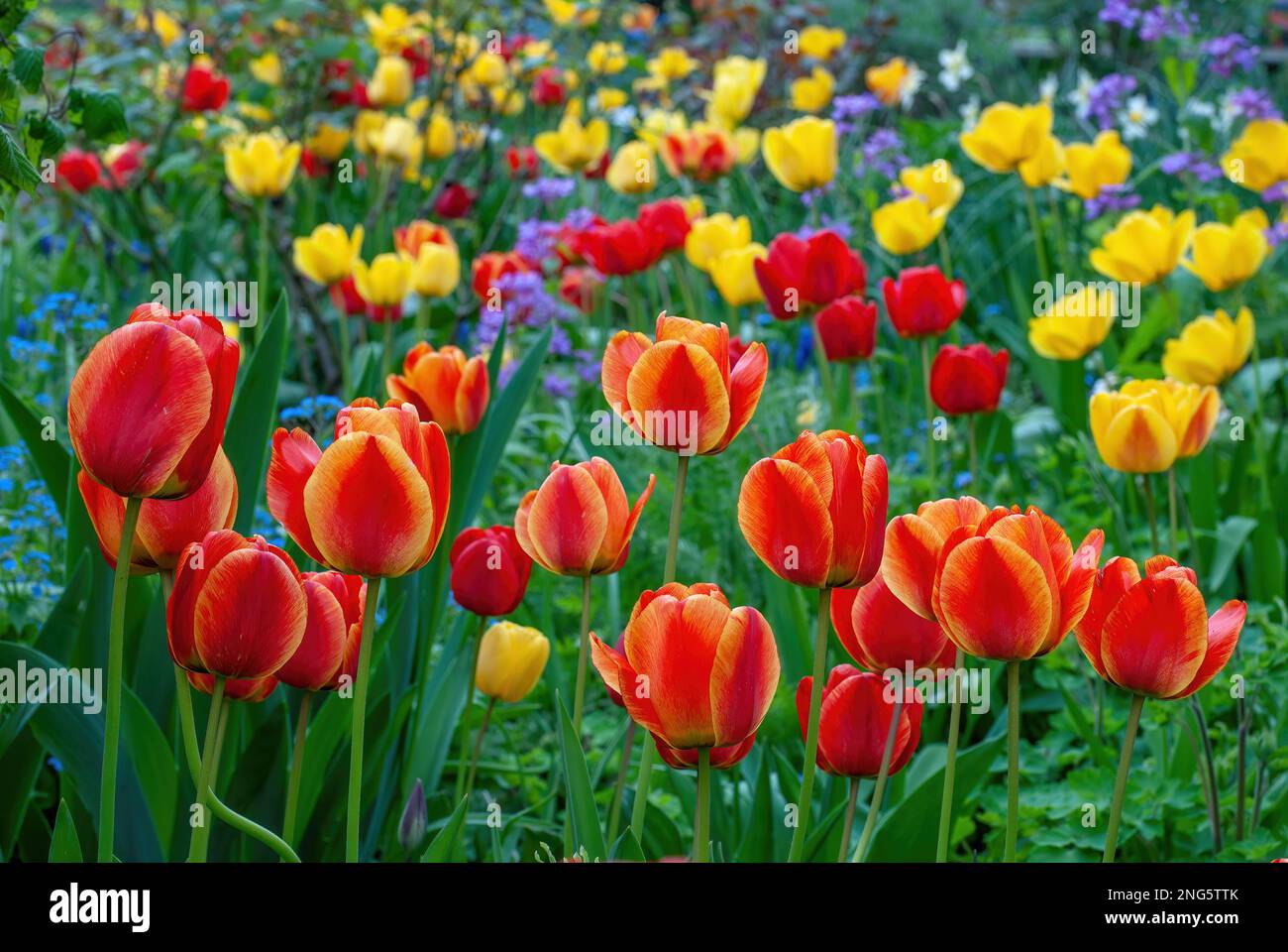 Tulipa, Tulips, Tulpen, in a cottage garden Stock Photo - Alamy