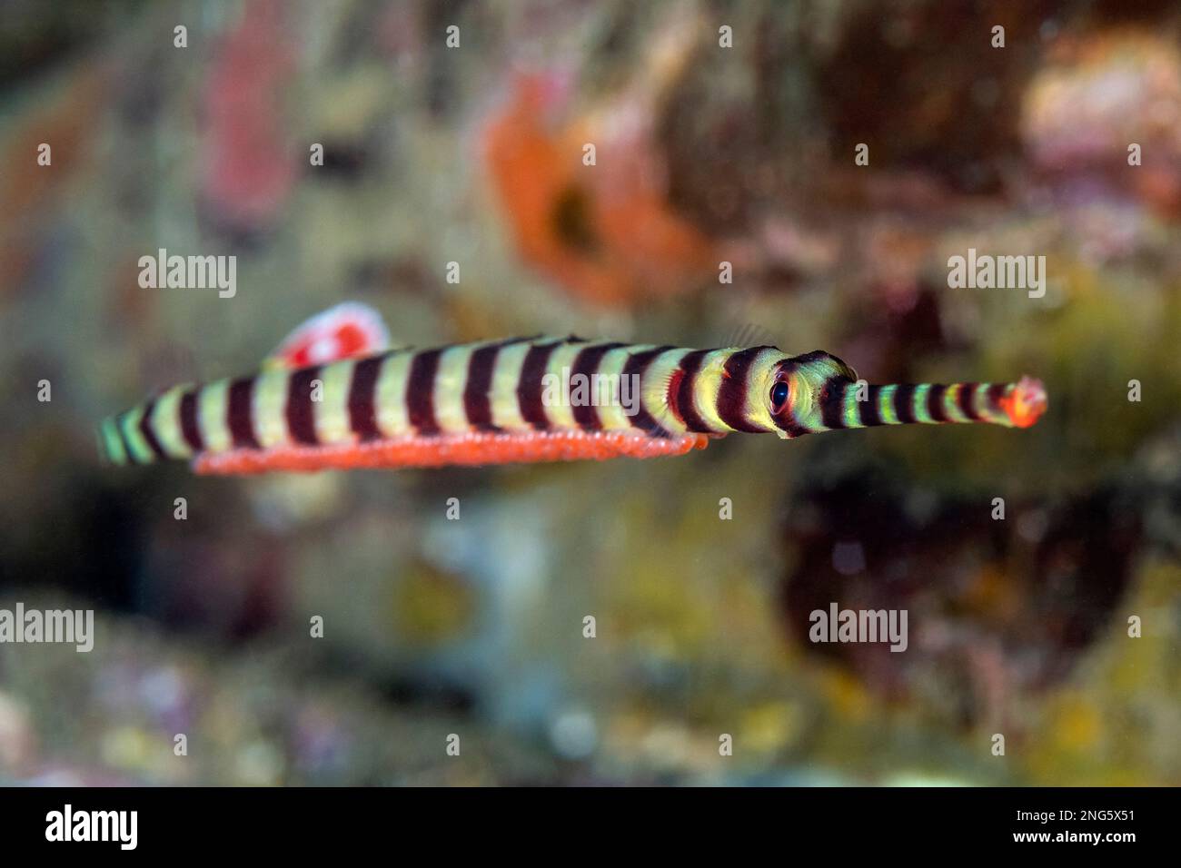 banded pipefish or ringed pipefish (Dunckerocampus dactyliophorus, with eggs, Lembeh Strait, Bitung, North Sulawesi, Indonesia, Molucca Sea, Indo-Paci Stock Photo