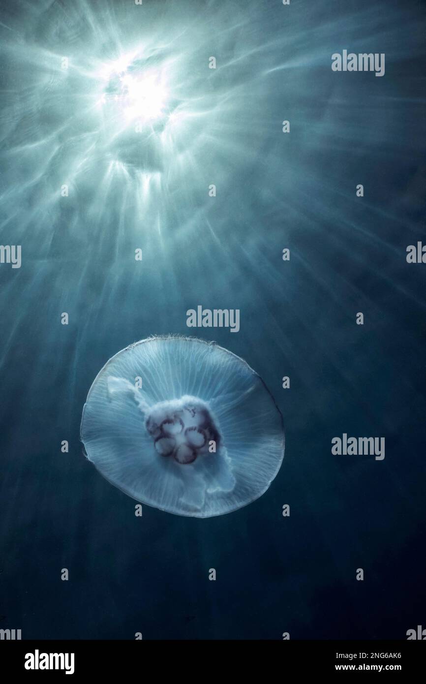 Common jellyfish, moon jellyfish, saucer jellyfish, Aurelia aurita against the sun, Habili Marsa Alam, Habili Dahara, Marsa Alam, Egypt, Red Sea, Indi Stock Photo