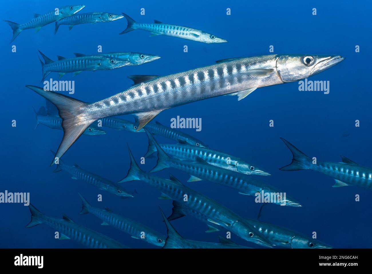 Blackfin barracuda sphyraena qenie aka chevron barracuda schooling