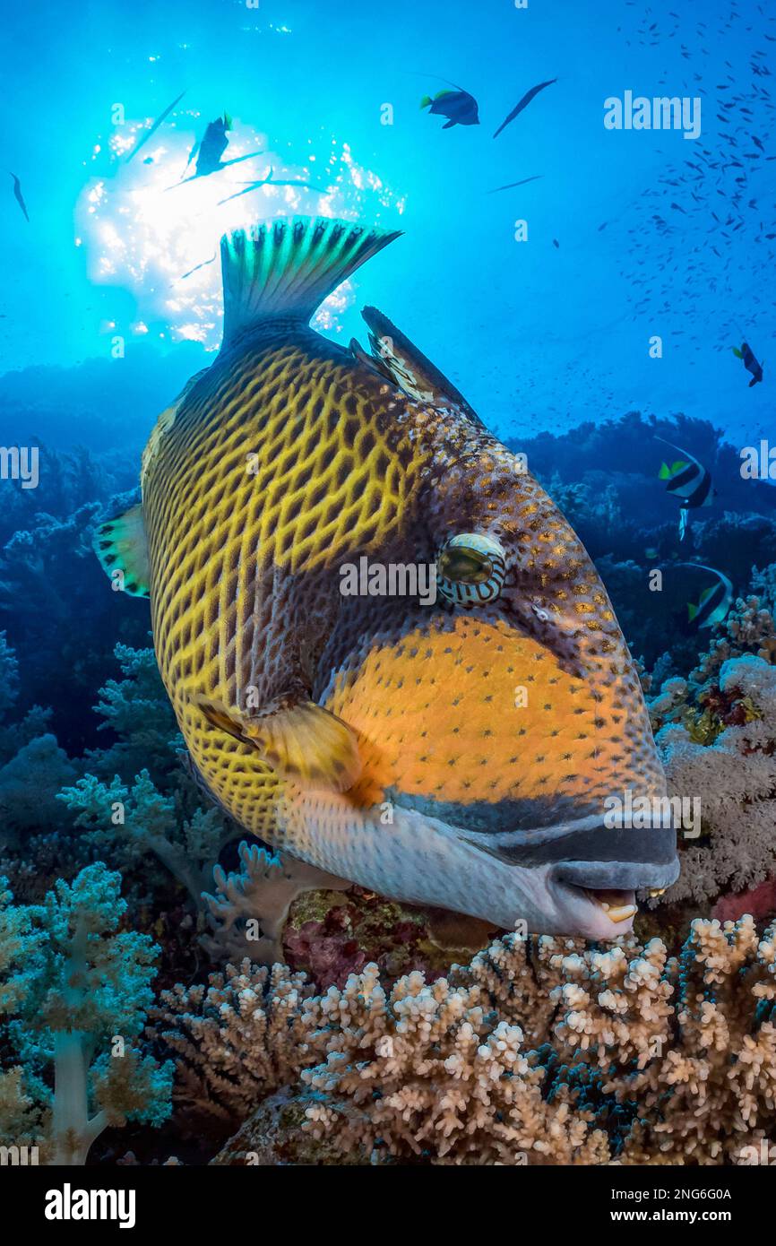 titan triggerfish, Balistoides viridescens, aka giant triggerfish or moustache triggerfish, Small Brother Island, Brothers Islands, Egypt, Red Sea, In Stock Photo