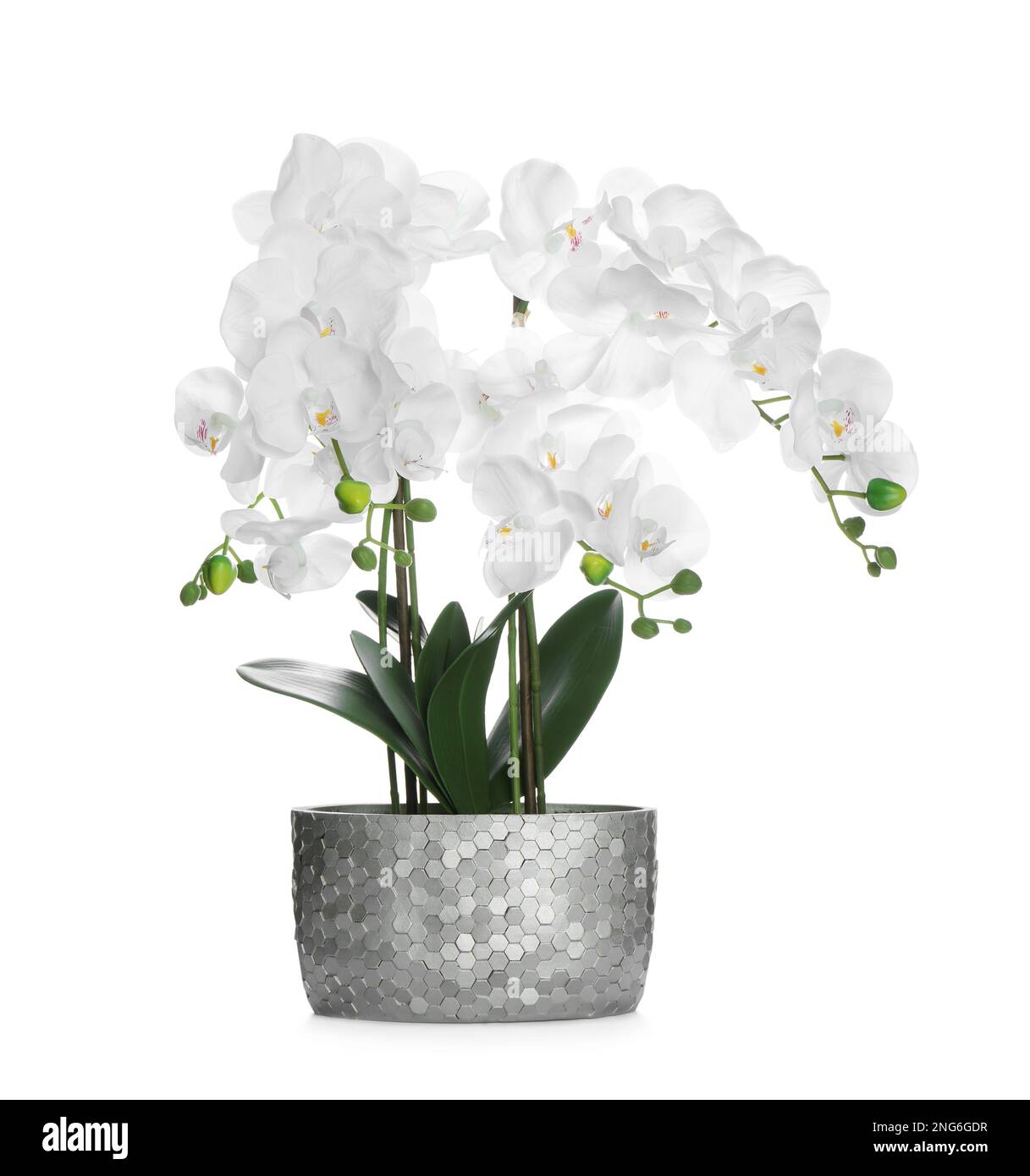 Beautiful orchid flower in pot isolated on white Stock Photo