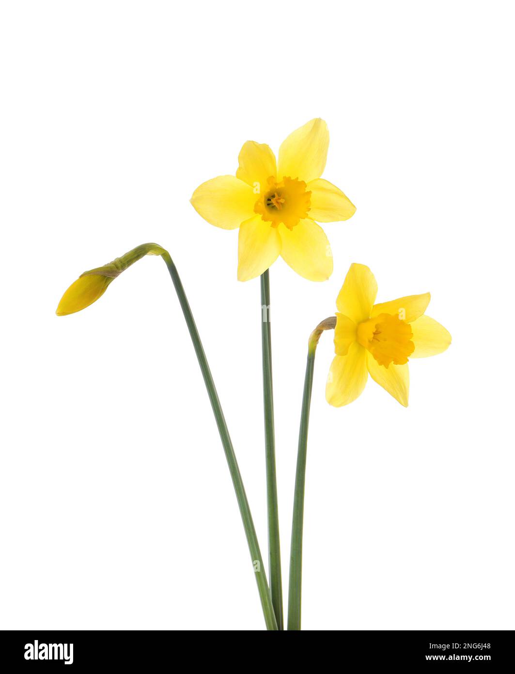 Beautiful blooming yellow daffodils on white background Stock Photo - Alamy