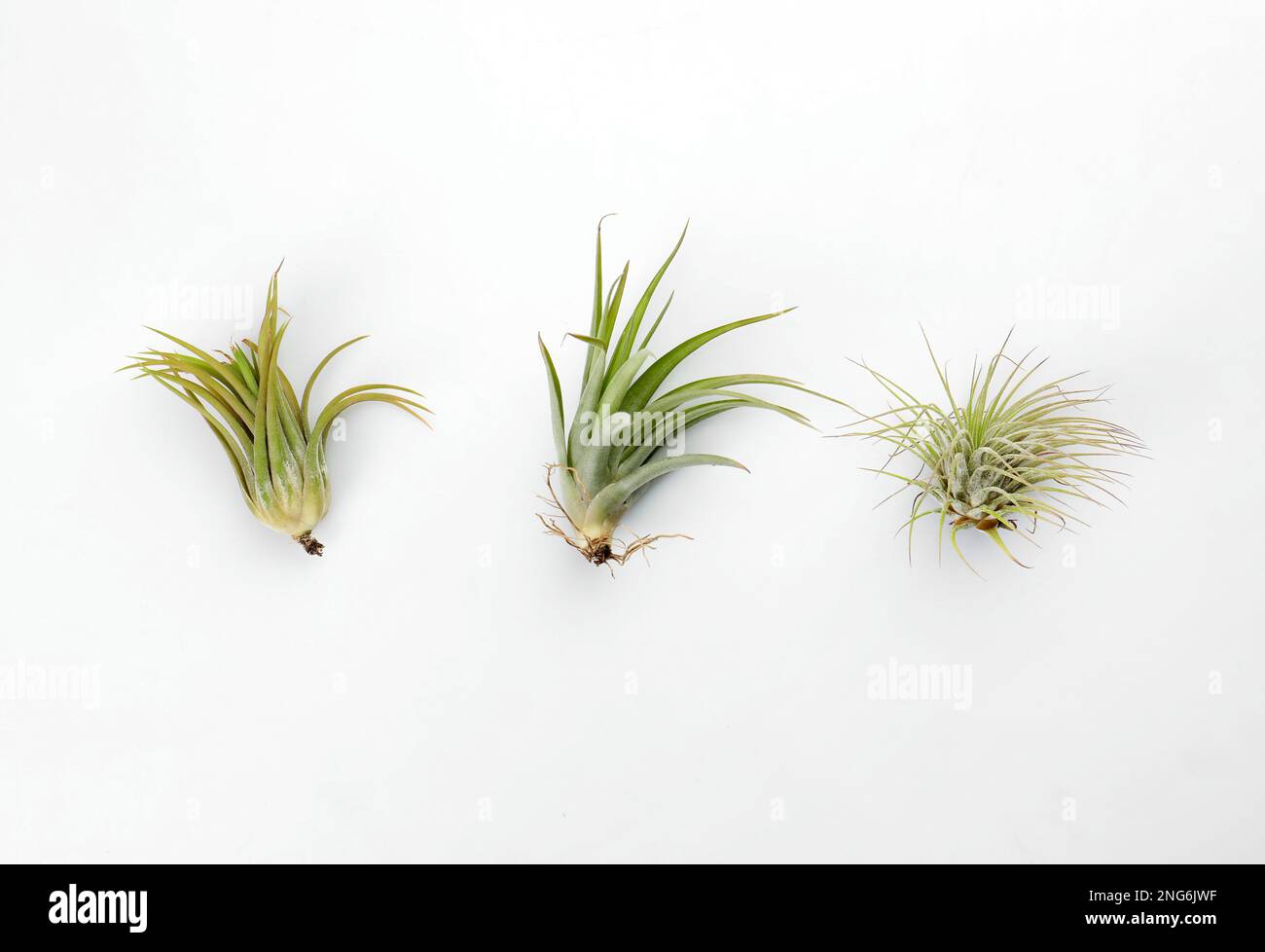 Tillandsias hi-res stock photography and images - Alamy