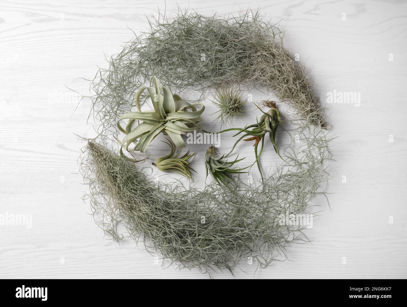 Different tillandsia plants on white wooden table, flat lay. House decor Stock Photo