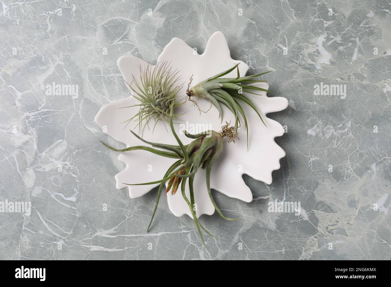 Different tillandsia plants on light grey marble table, top view. House decor Stock Photo