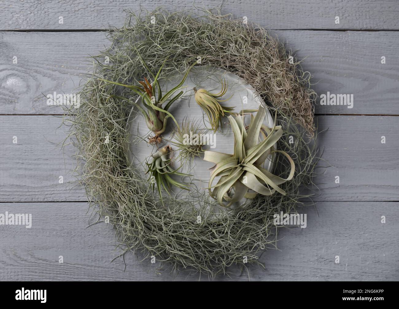Different tillandsia plants on grey wooden table, flat lay. House decor Stock Photo
