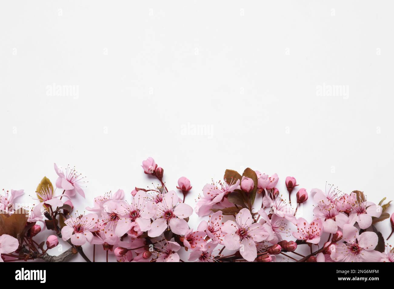 Beautiful spring tree blossoms as border on white background, top view ...