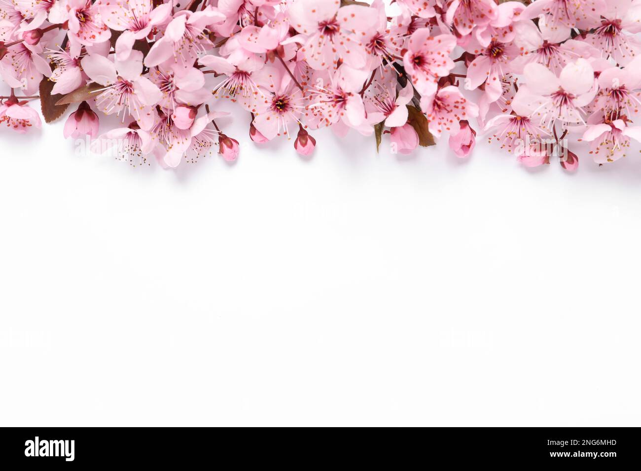 Beautiful spring tree blossoms as border on white background, top view ...