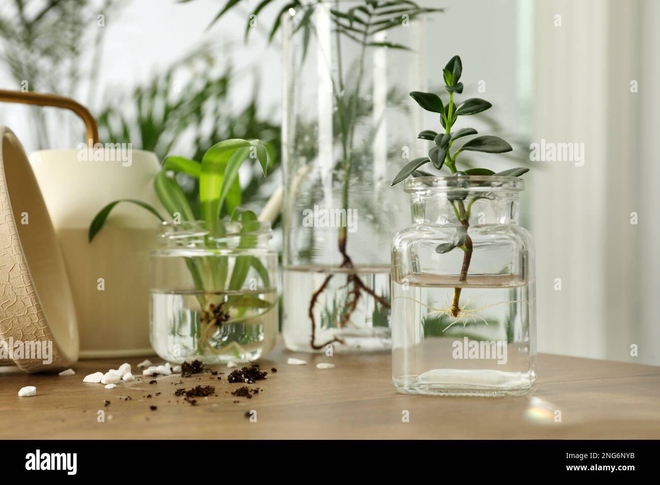 Exotic house plants in water on wooden table Stock Photo