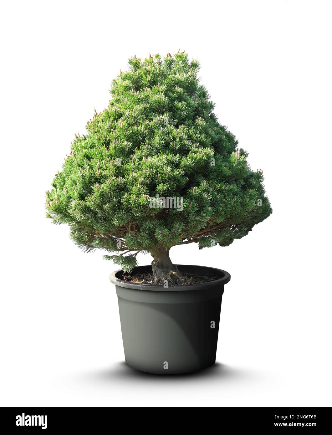 Beautiful bonsai tree in pot isolated on white Stock Photo - Alamy