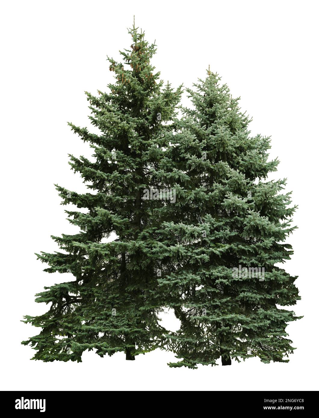 Evergreen fir trees hires stock photography and images Alamy