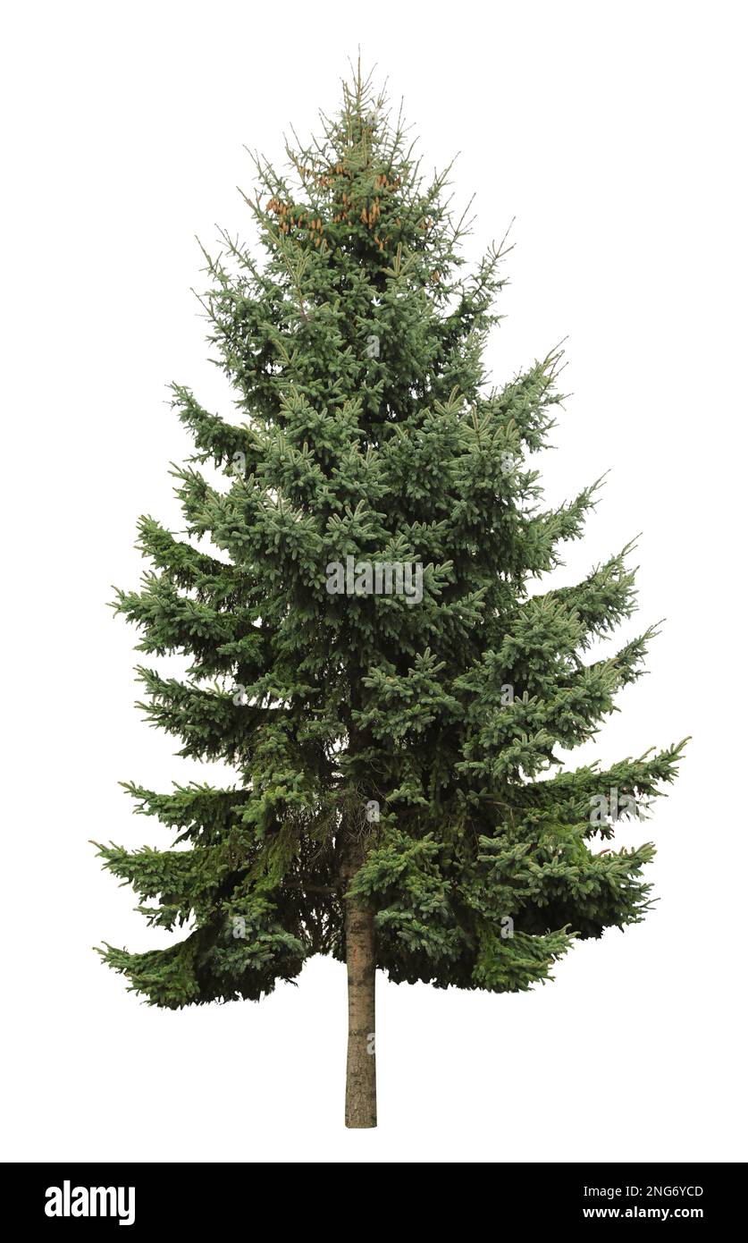 Beautiful evergreen fir tree on white background Stock Photo