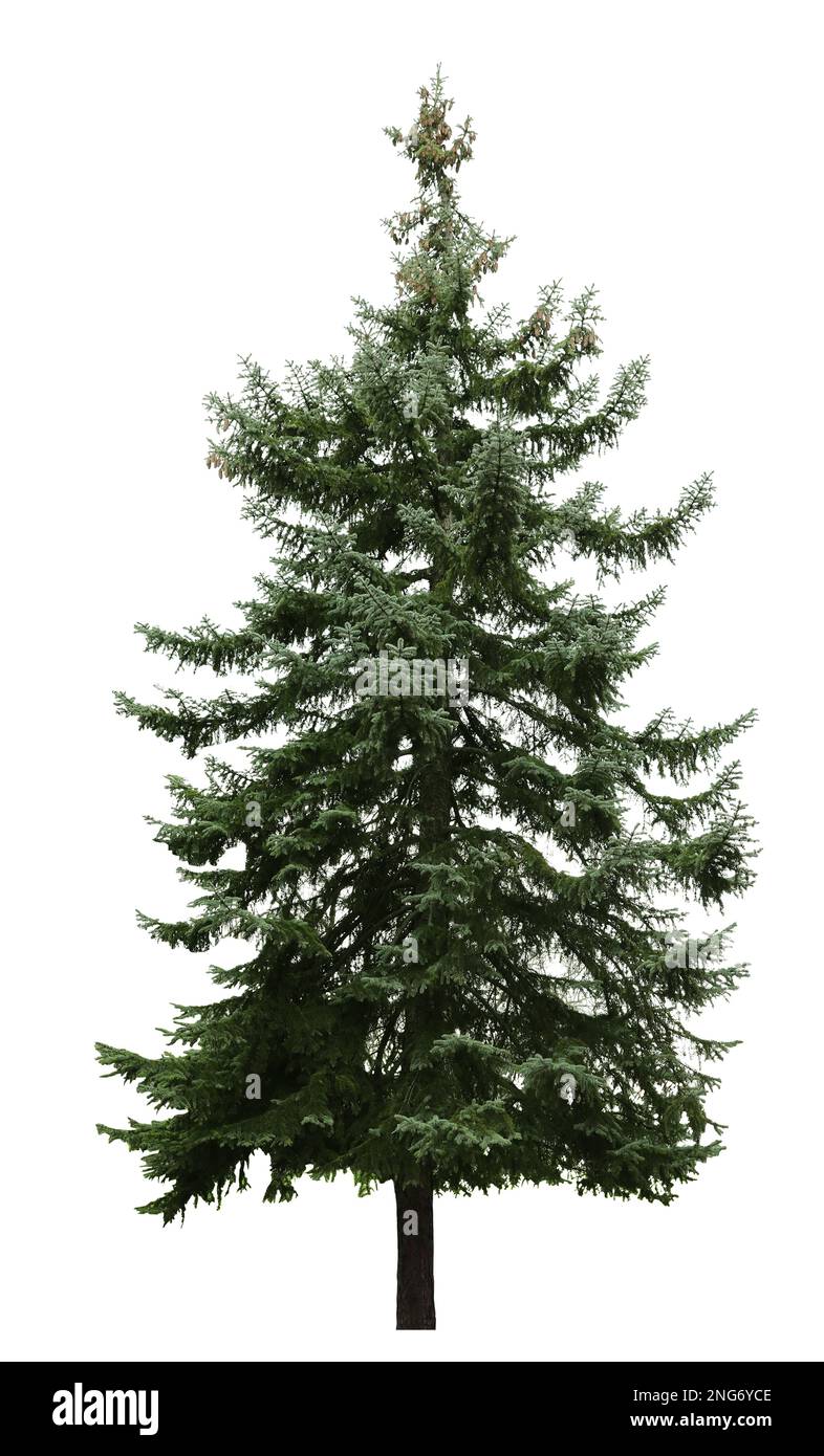 Beautiful tall coniferous tree Cut Out Stock Images & Pictures - Alamy