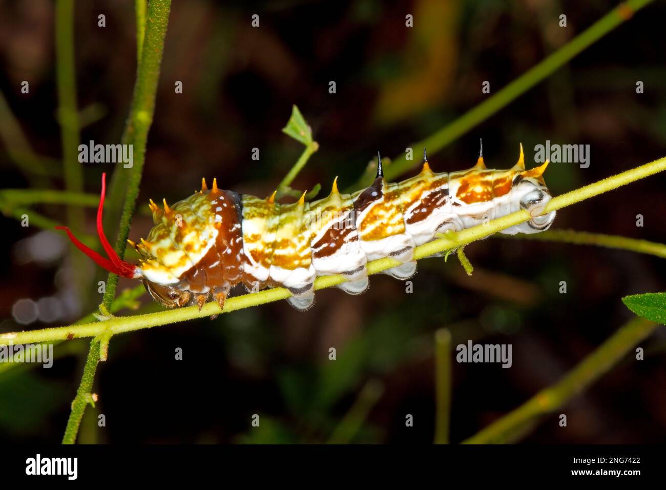 Butterfly caterpillar or Large Citrus Butterfly caterpillar. When disturbed, the caterpillars are inclined to rear up at the front, and briefly evert Stock Photo