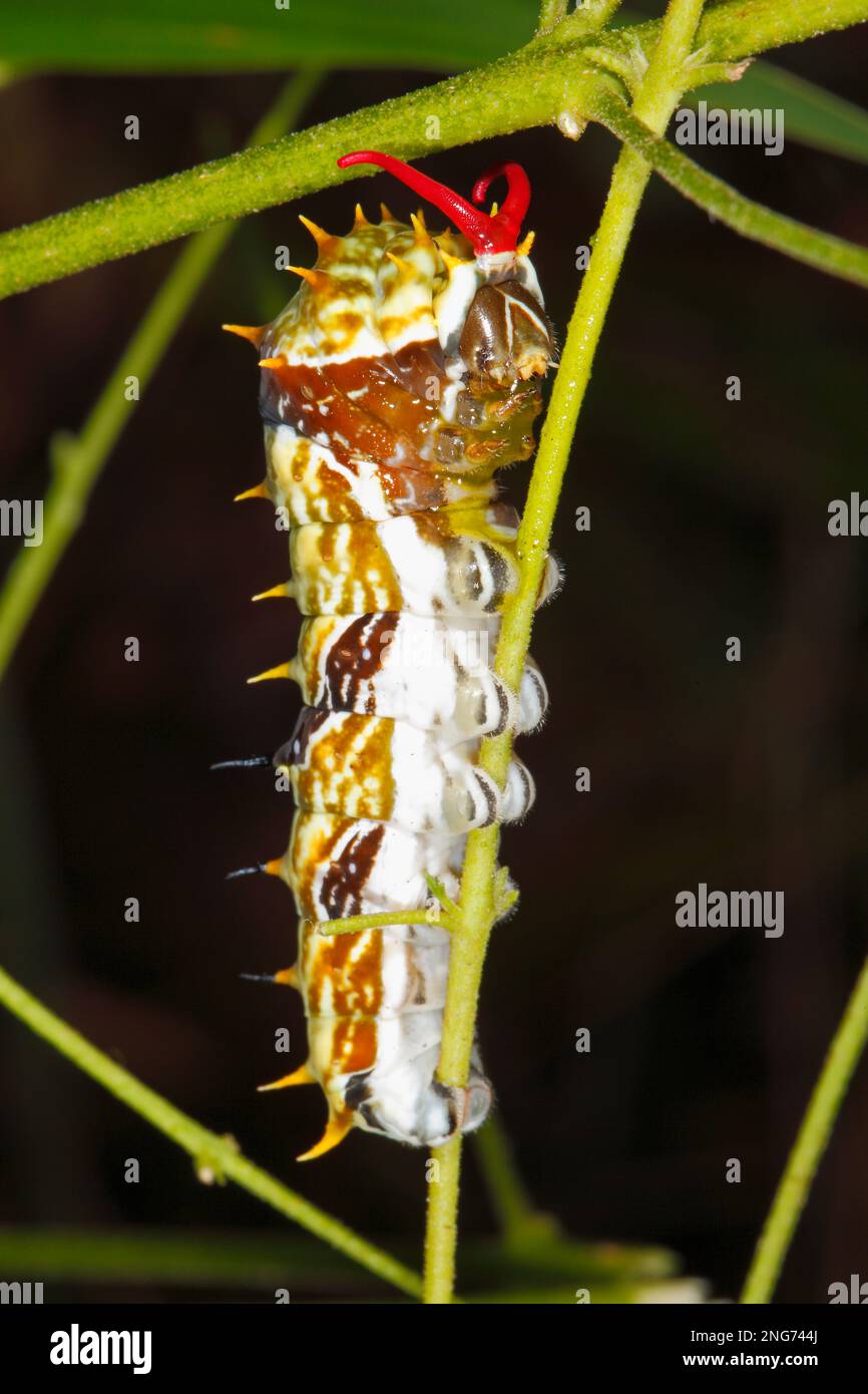 Butterfly caterpillar or Large Citrus Butterfly caterpillar. When disturbed, the caterpillars are inclined to rear up at the front, and briefly evert Stock Photo