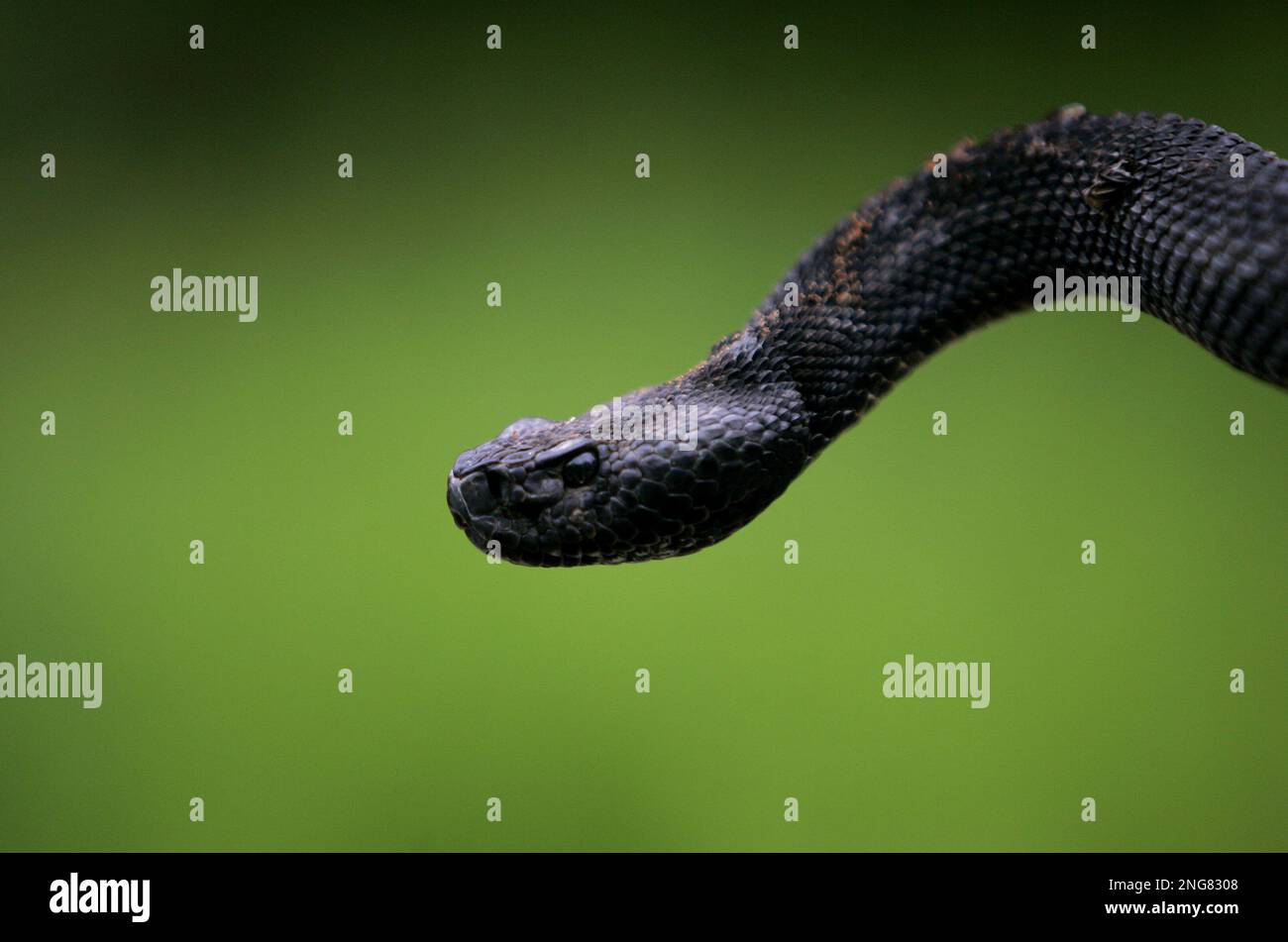 A black phase timber rattlesnake is held up by Jeff Haun during the