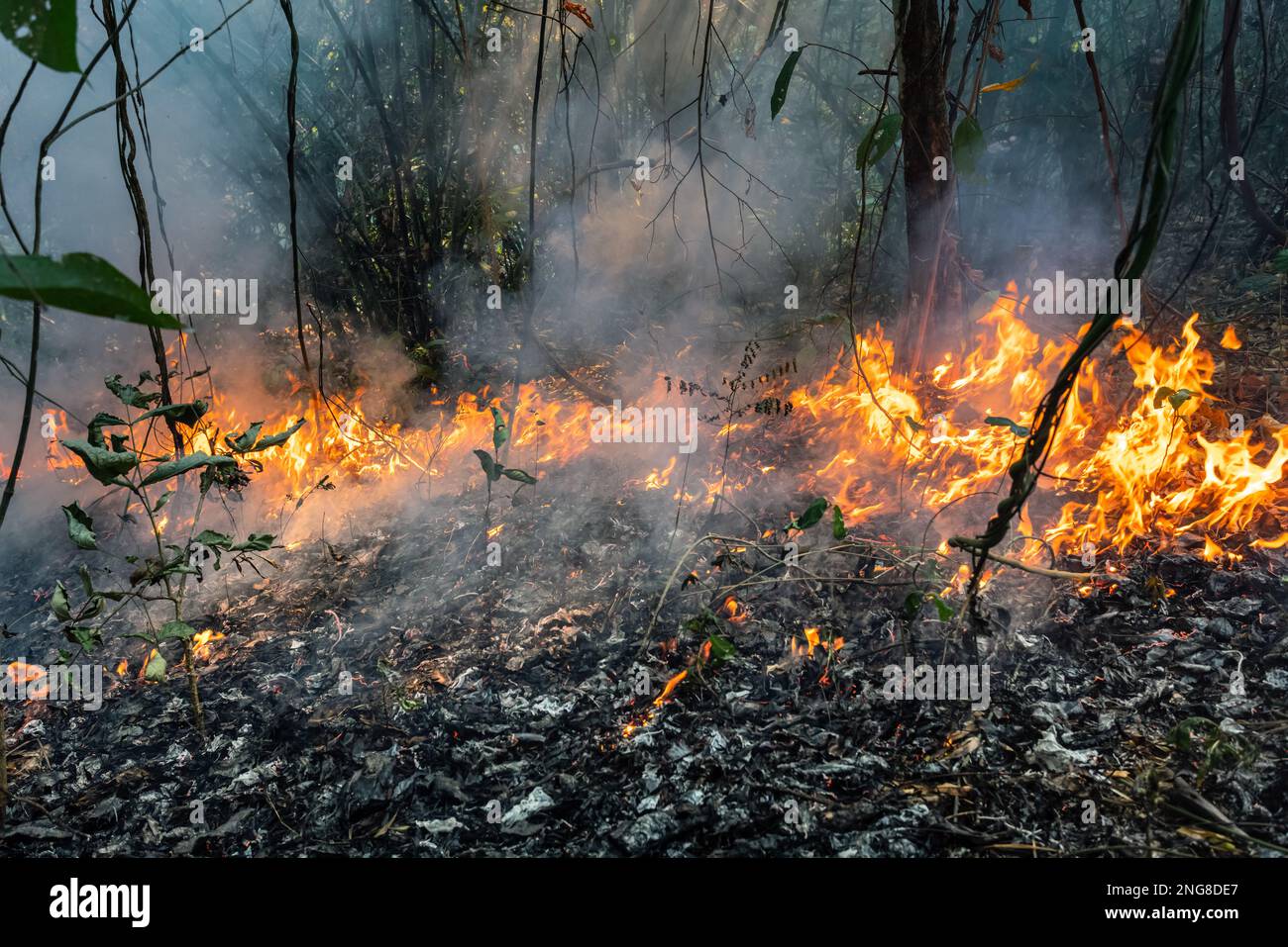 Forest fire disaster is burning caused by human Stock Photo Alamy