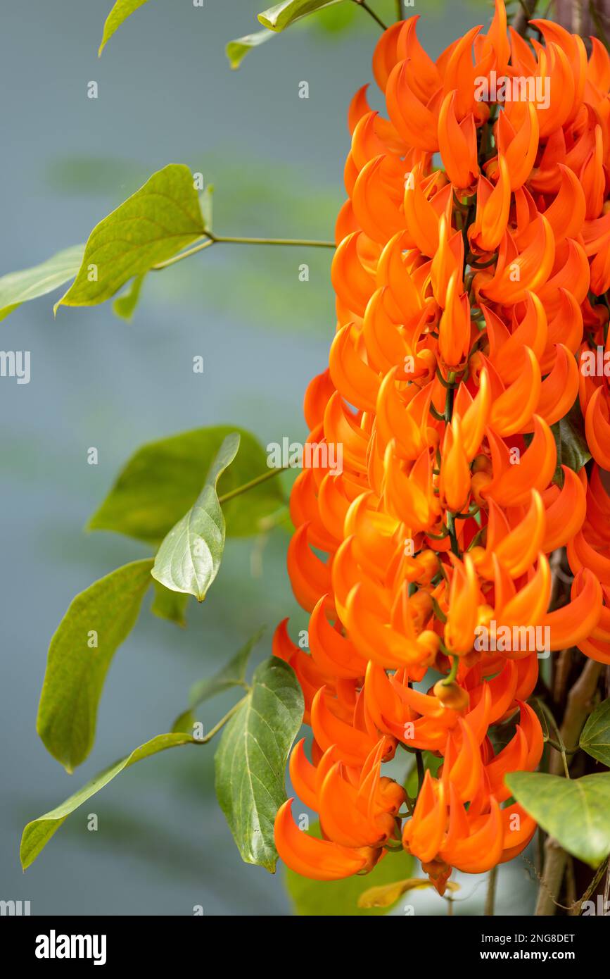 Guinea creeper or Red Lade Vine flower are planted on pergola . Stock Photo