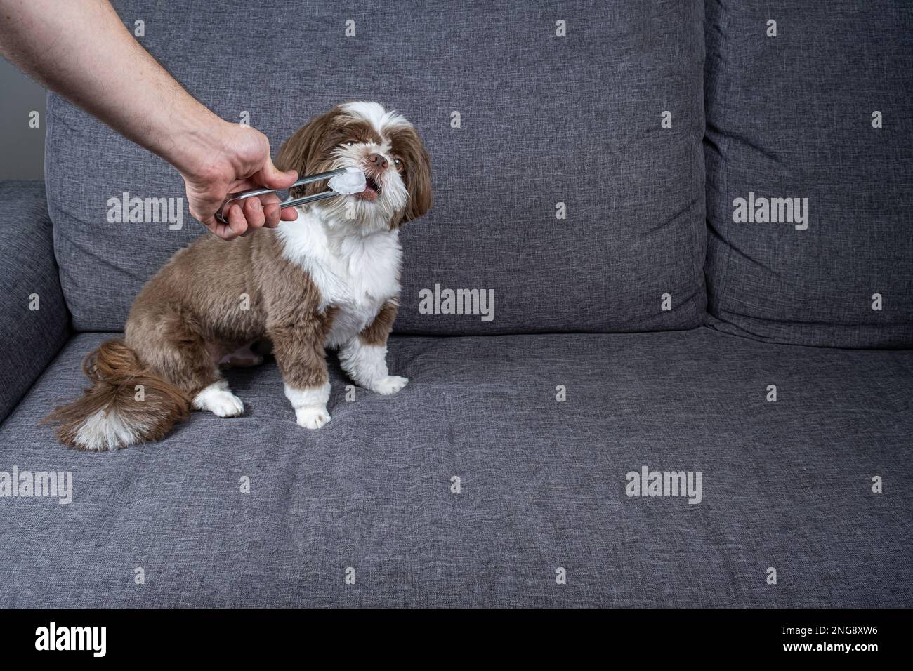 One year old shih tzu sitting on the sofa and biting an ice cube Stock