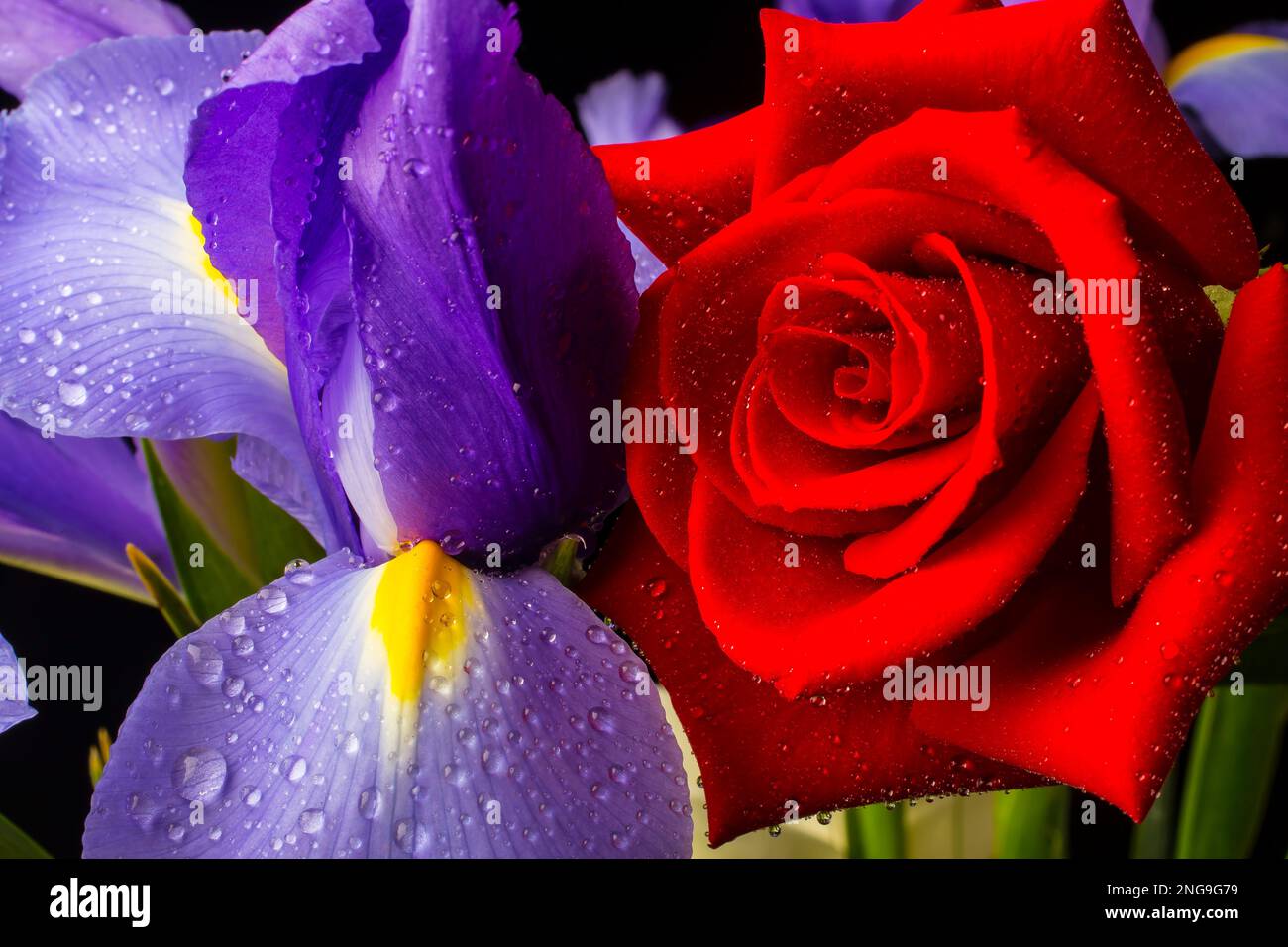 Iris Rose With Dew Still Life Stock Photo Alamy