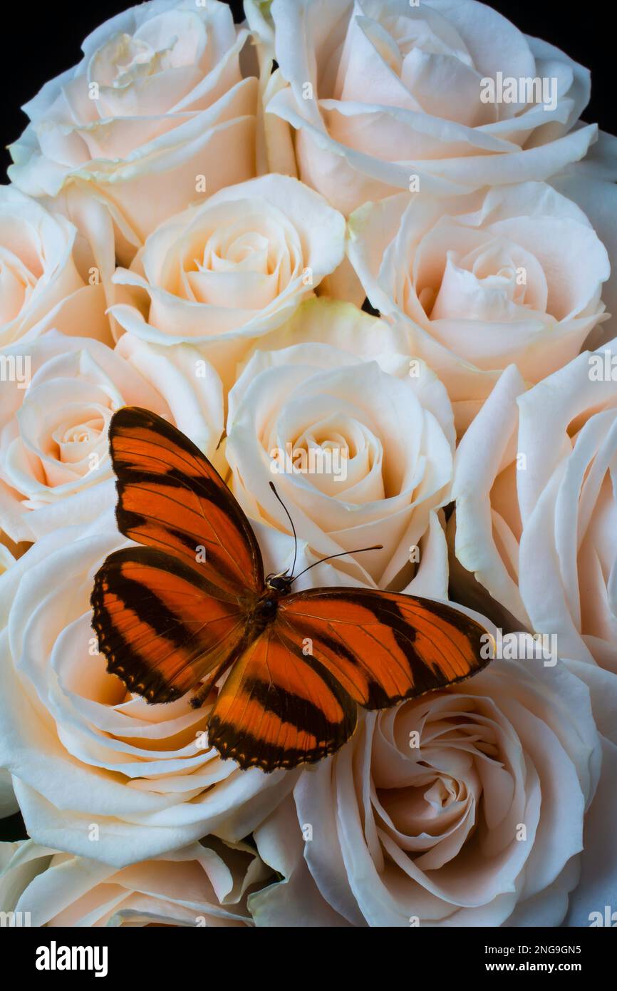 White striped wings hi-res stock photography and images - Alamy