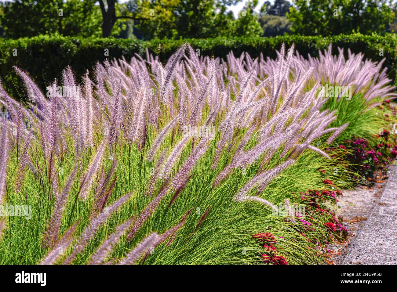 A pretty patch of blooming Fountain Grass at Washington Park Flower Gardens in Denver, Colorado. Stock Photo
