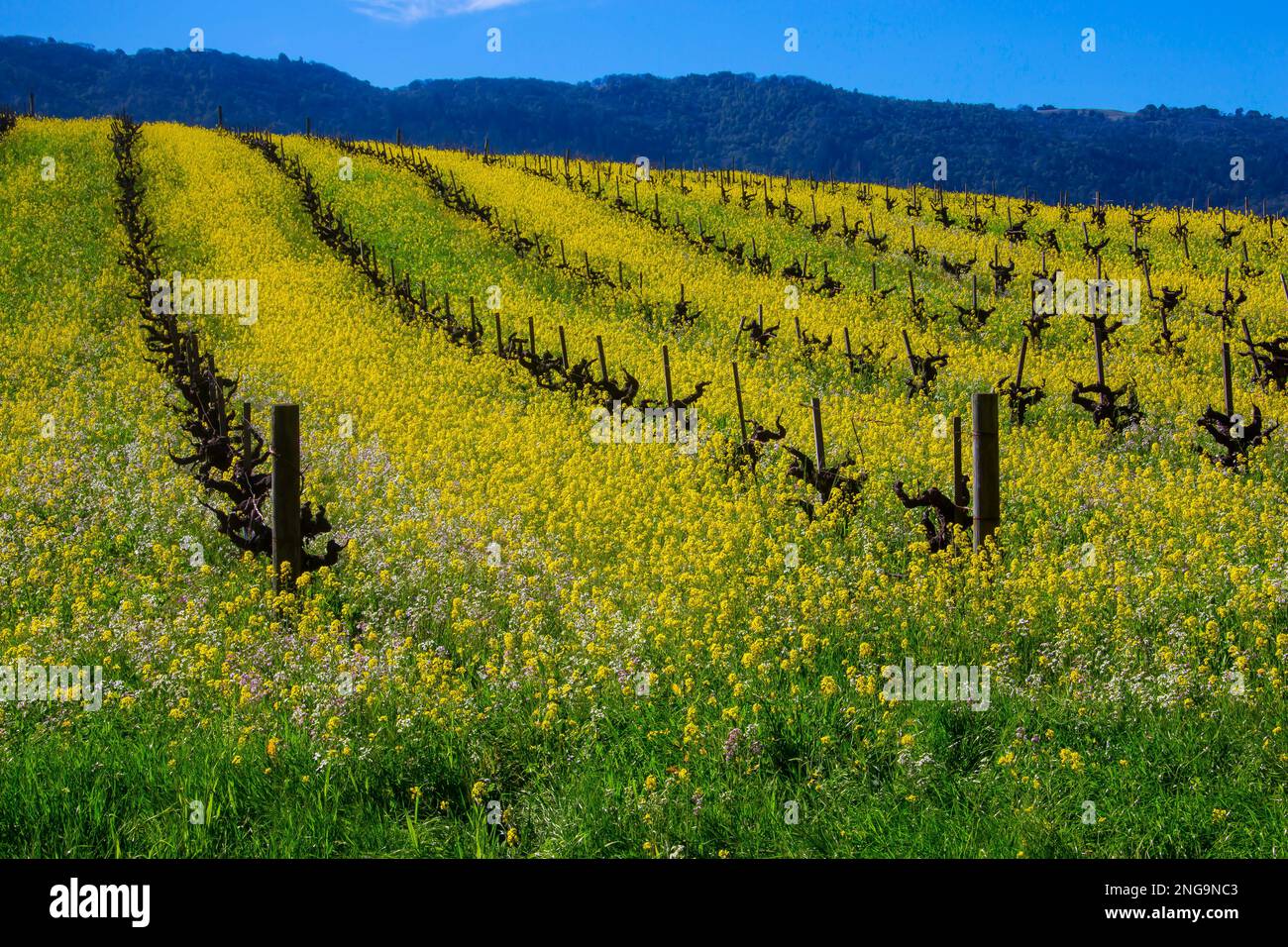 Mustard Grass Landscape, Sonoma, California,USA Stock Photo Alamy