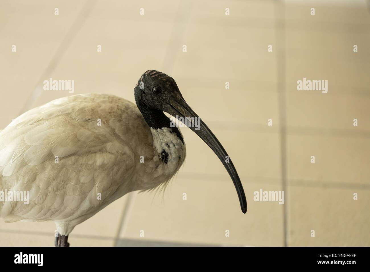 An Australian white Ibis (Threskiornis molucca) commonly called a Bin Chicken standing on the