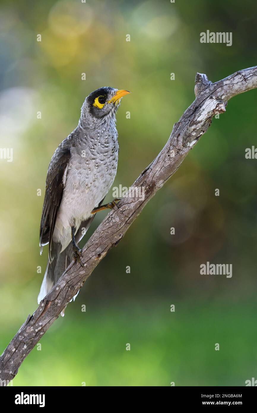 A slightly wet Australian Noisy Miner -Manorina melanocephala- bird perched on a tree branch in colourful soft afternoon light looking for food Stock Photo