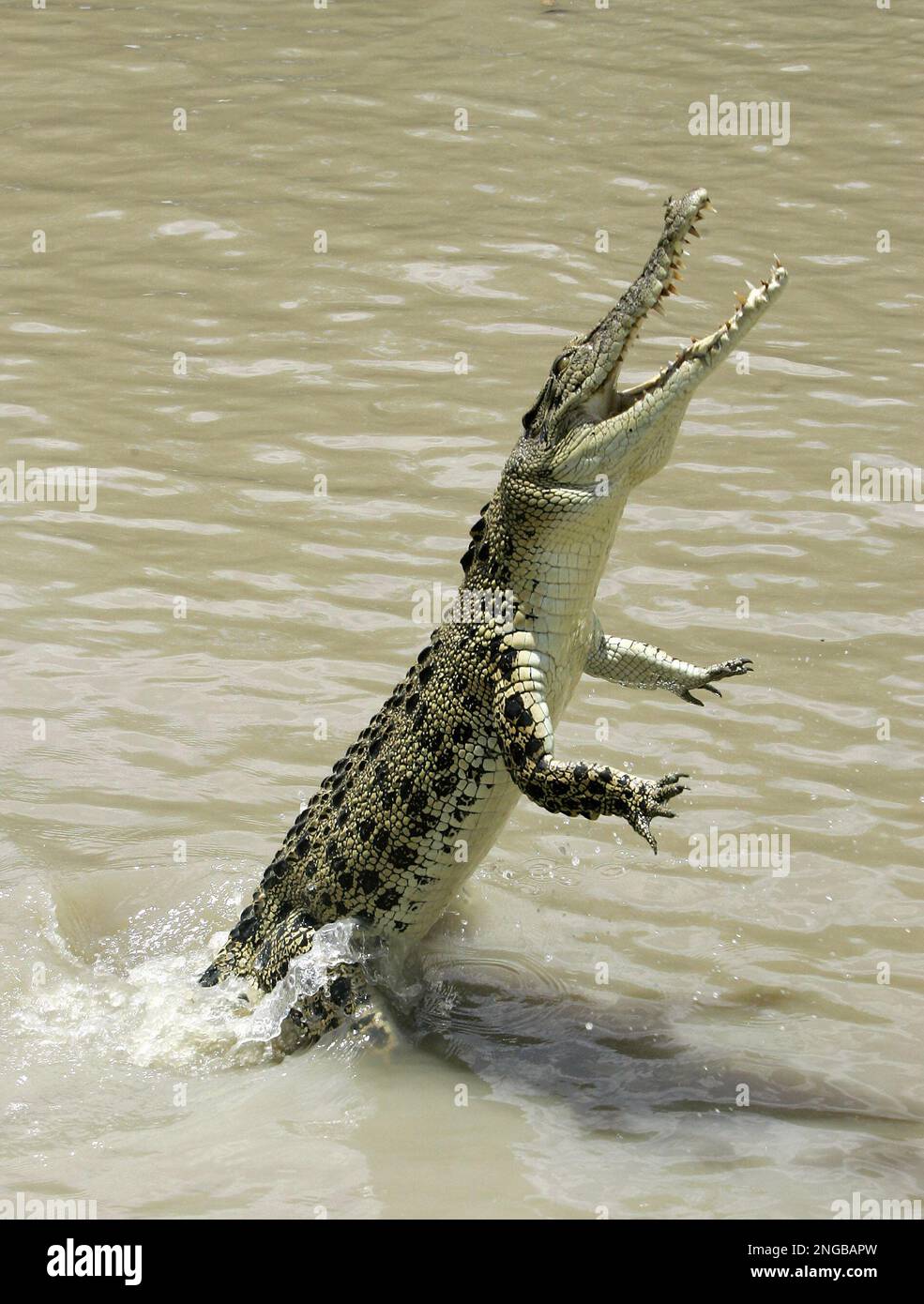 A saltwater crocodile leaps high out of the water on the Adelaide river, 60  kilometers (35 miles) from Darwin, in Australia's Northern Territory,  Saturday, Oct. 15, 2005. With its speed and agility