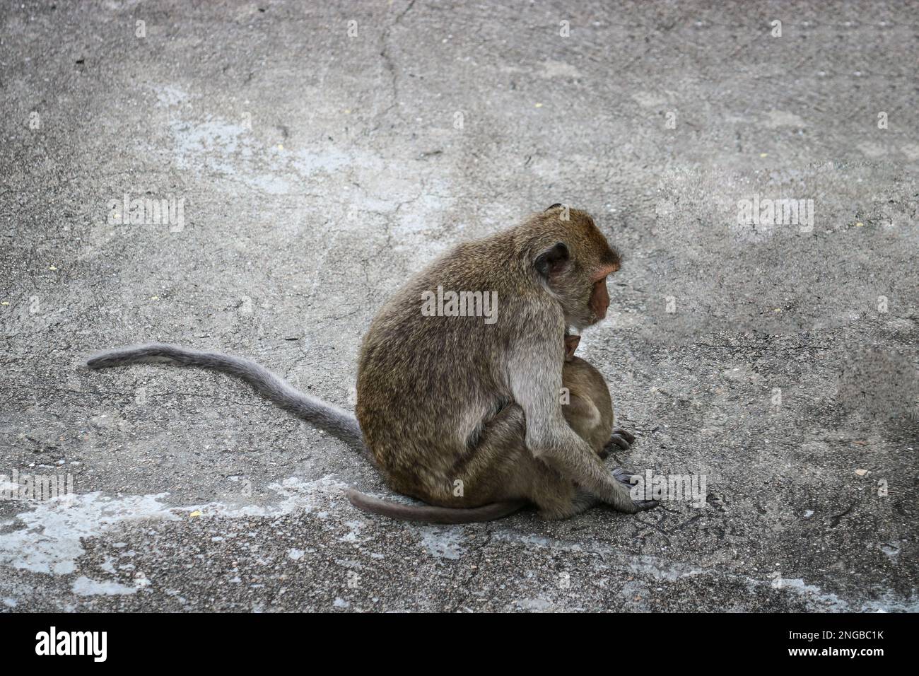 An adult wild female macaque with a cub is sitting on the pavement. Stock Photo