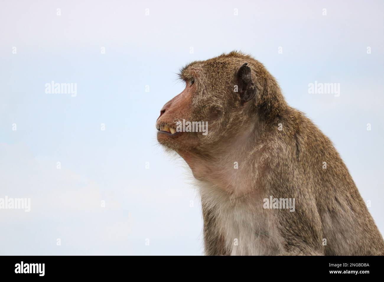 Adult male macaque in profile. A monkey grinning is a sign of aggression. Monkeys in the wild. Stock Photo